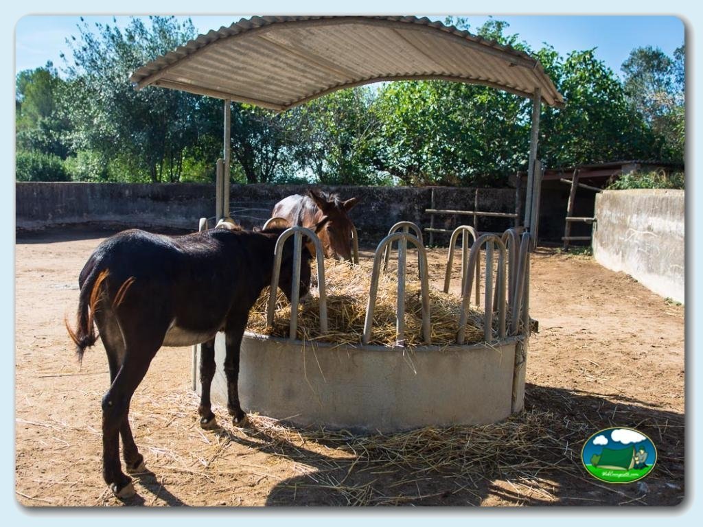 foto del camping Camping El Pasqualet