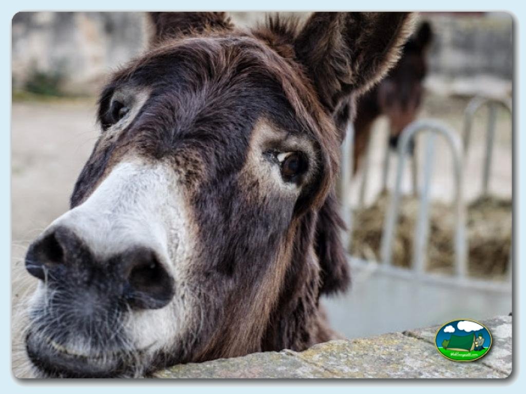 foto del camping Camping El Pasqualet