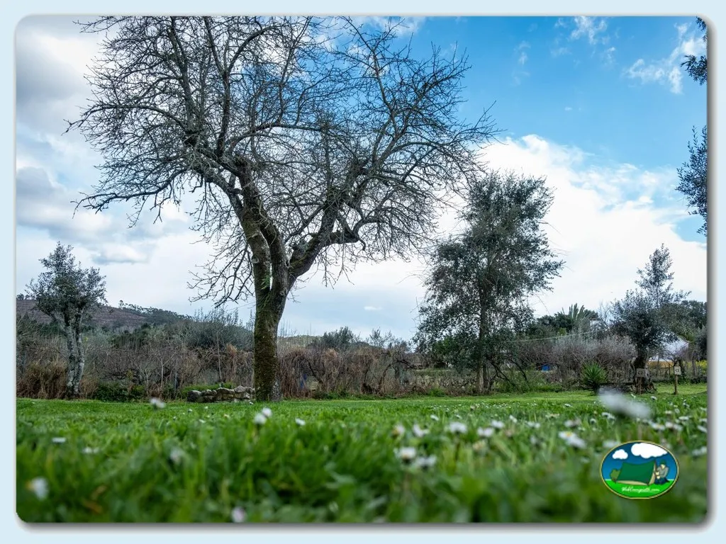 Parcela con vistas a la montaña y árbol centenario del Camping Quinta de Cerejeira, Ferreira do Zêzere (Santarém)
