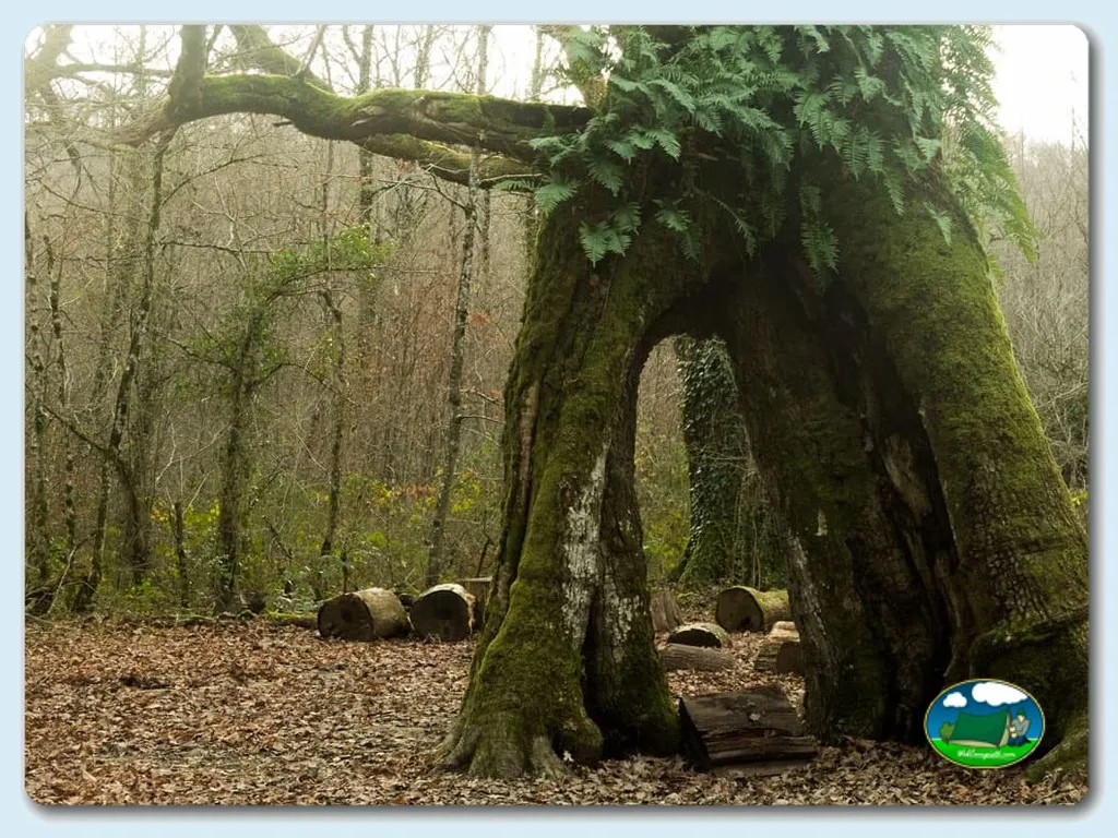 Árbol centenario con tronco hueco en entorno boscoso del Camping Etxarri, Etxarri (Navarra)