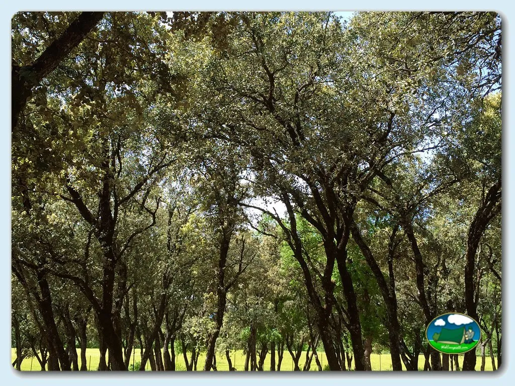 Camping Pirineos en Sta Cilia de Jaca, Huesca - imagen 5