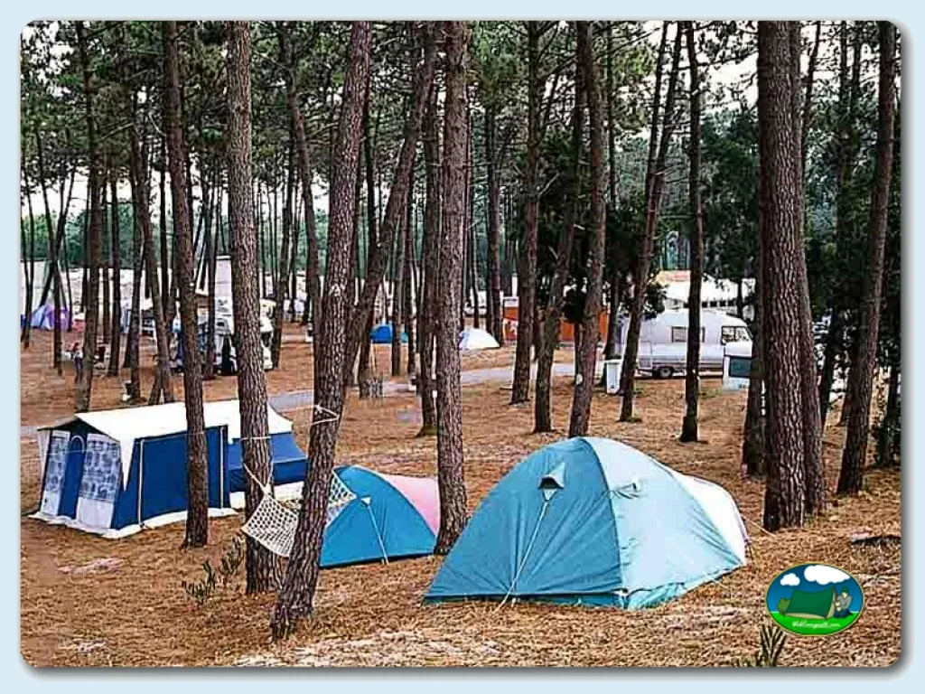 Parcelas entre pinos con tiendas de acampada del Camping Orbitur S. Jacinto, Aveiro (Aveiro)
