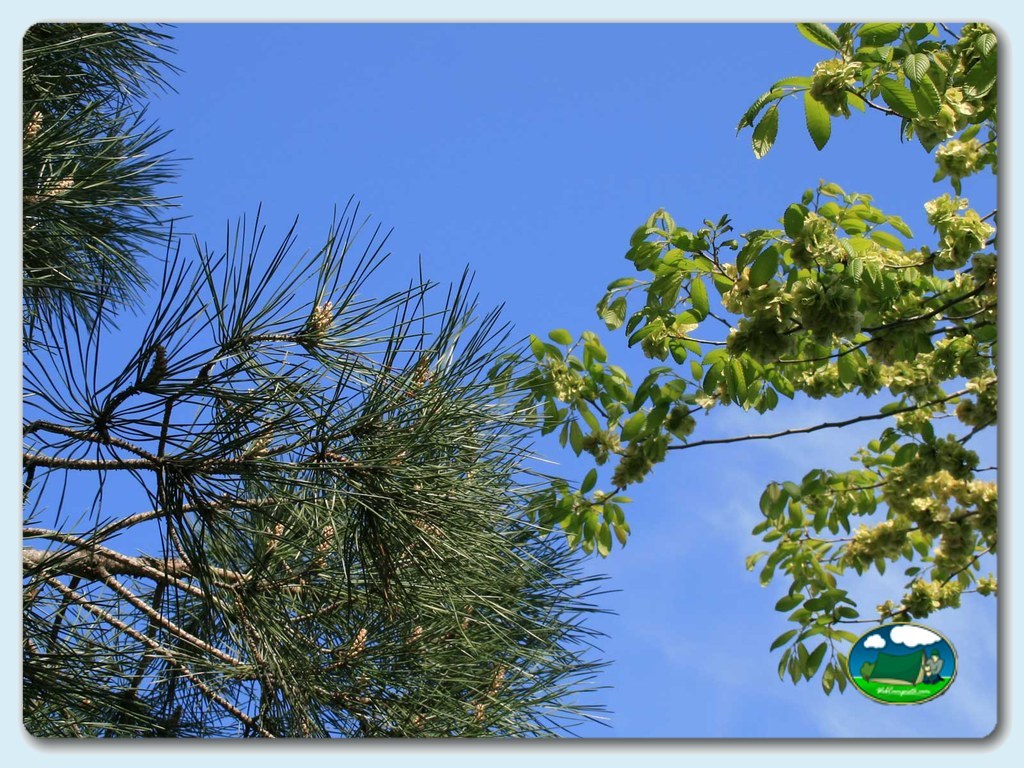 foto del camping Blanes