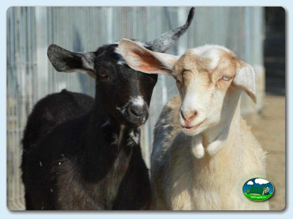 Actividades de ocio en Camping Mas Patoxas, Girona, España