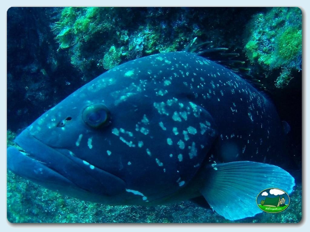 L'Amfora foto de Submarinismo