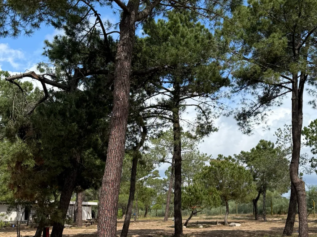 Parcela bajo pinar con árboles centenarios del Camping ORLA Ilha de Tavira Ecoglamping, Tavira (Faro)