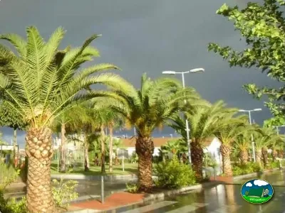 Parcela con palmeras y agua del Camping Lo Monte, Pilar de la Horadada (Alicante)