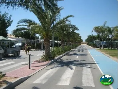 Parcela con acceso a carretera asfaltada y palmeras del Camping Lo Monte, Pilar de la Horadada (Alicante)
