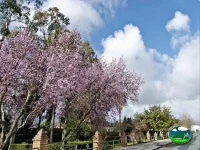 Entrada del recinto con árboles en flor del Camping Las Catalinas, 10.693 Riolobos. (Cáceres)