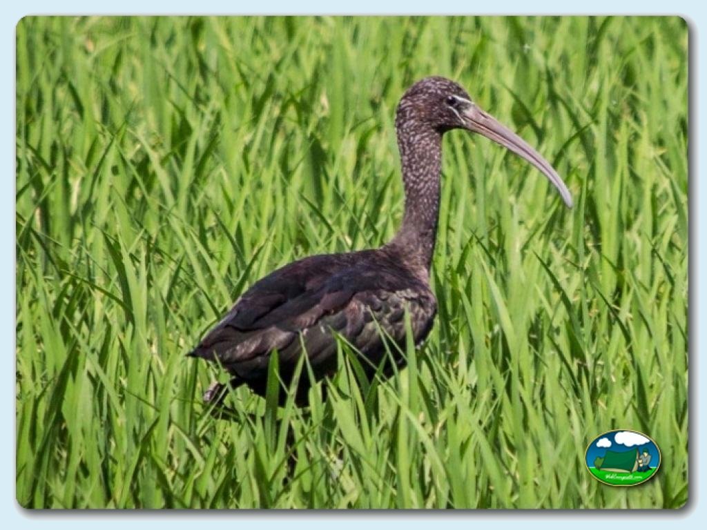 Camping Valencia El Saler foto de Entorno