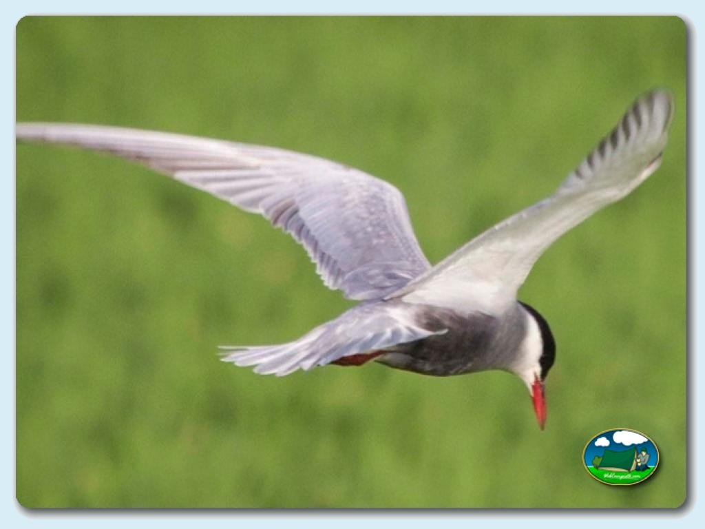 Camping Valencia El Saler foto de Entorno