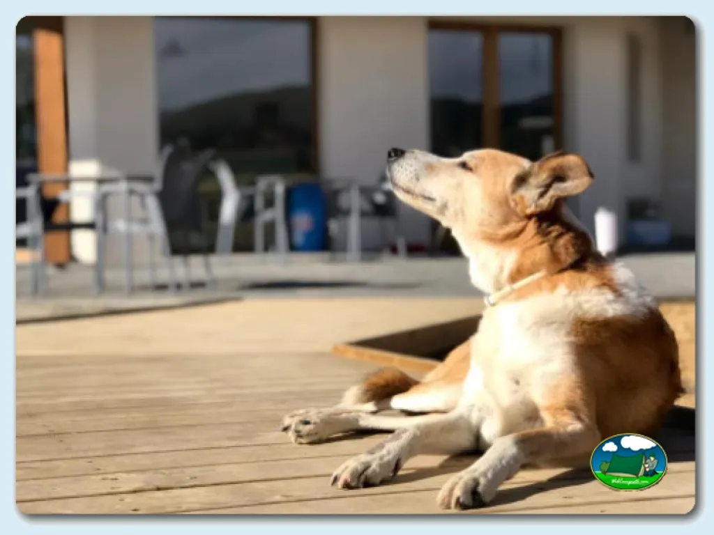 Ecocamping Rural en Alueza, Huesca - imagen 2