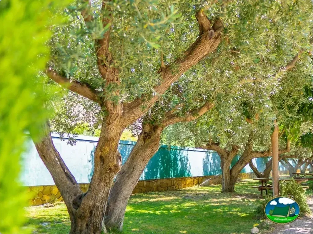 Parcela junto al río con olivos centenarios del Camping Port Massaluca, La Pobla de Massaluca (Tarragona)