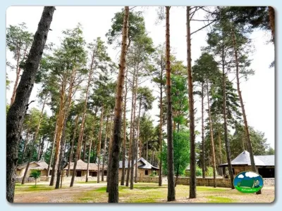 Glamping entre pinos con vistas al bosque del Camping Alvao Village Camping, Vila Pouca de Aguiar (Vila Real)