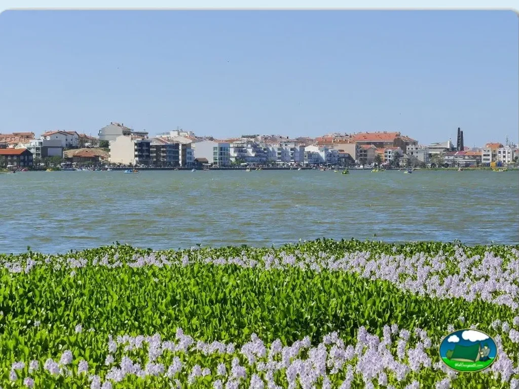 Junto al mar con vistas a la ciudad y flores silvestres del Camping Mira Lodge Park, Praia de Mira (Coimbra)