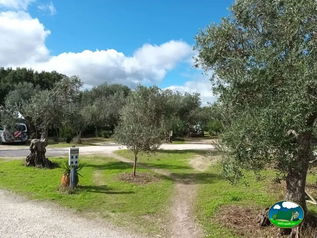 Parcela con olivos y zona de estacionamiento del Camping Asseiceira, Marvão (Portalegre)