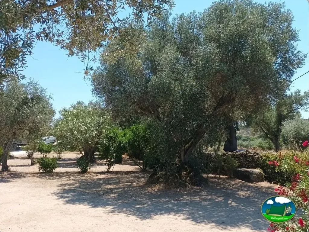 Parcela con olivos centenarios del Camping Asseiceira, Marvão (Portalegre)