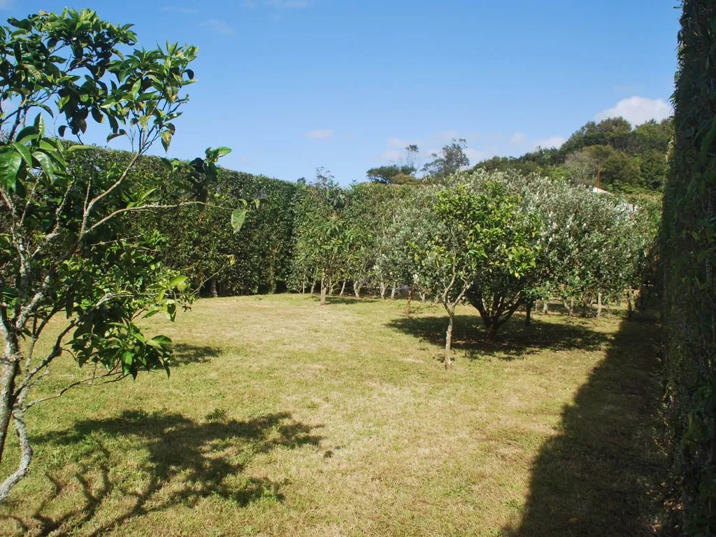Parcela con árboles frutales y césped del Camping Quinta das Laranjeiras, Ribeira Grande (Açores)