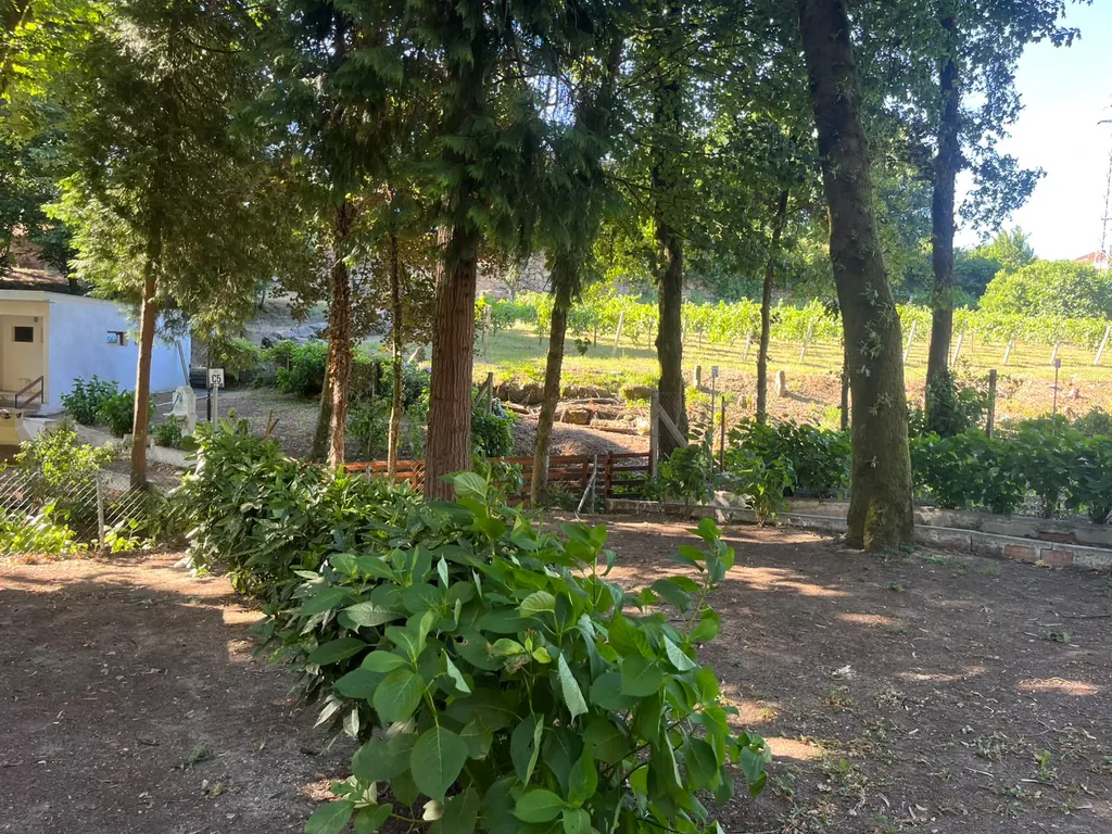 Parcela arbolada con huerta del Camping Refúgio do Pezo, Melgaço (Viana Do Castelo)