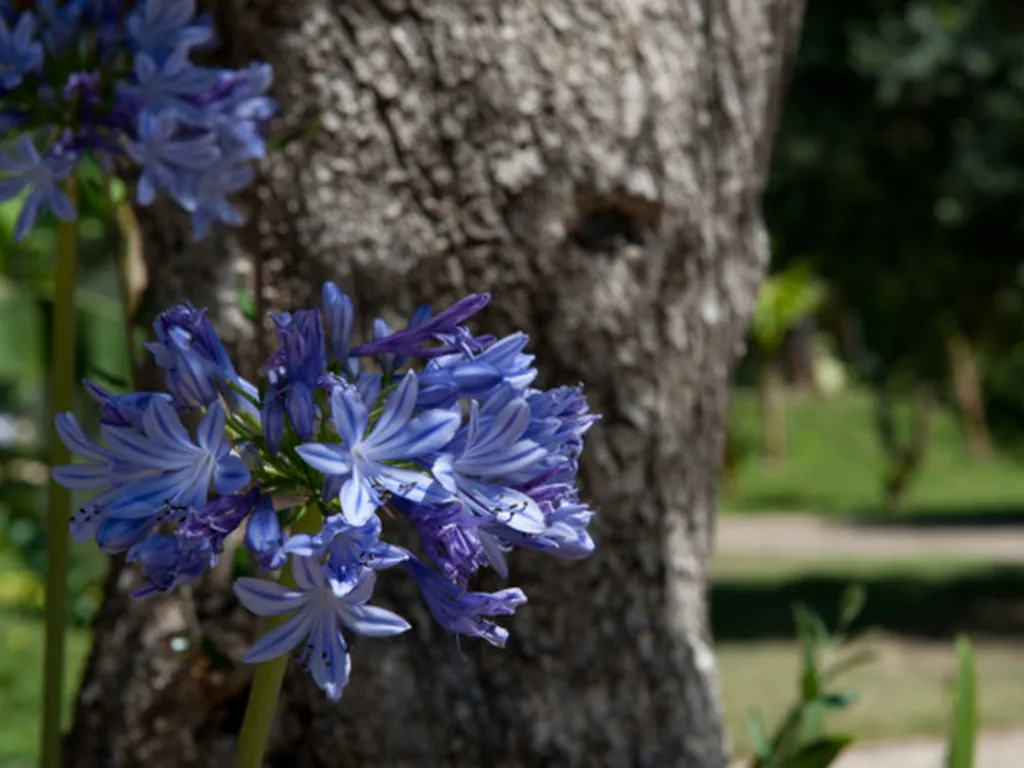 Entorno verde con flores azules del Camping Quinta dos Moinhos, Cabeceiras de Basto (Braga)