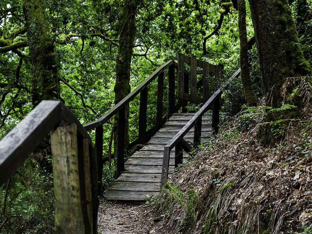 Paseo de madera entre árboles en entorno natural del Camping Parque de Campismo do Vidoeiro (Gerês Vidoeiro Camping), Terras de Bouro (Braga)