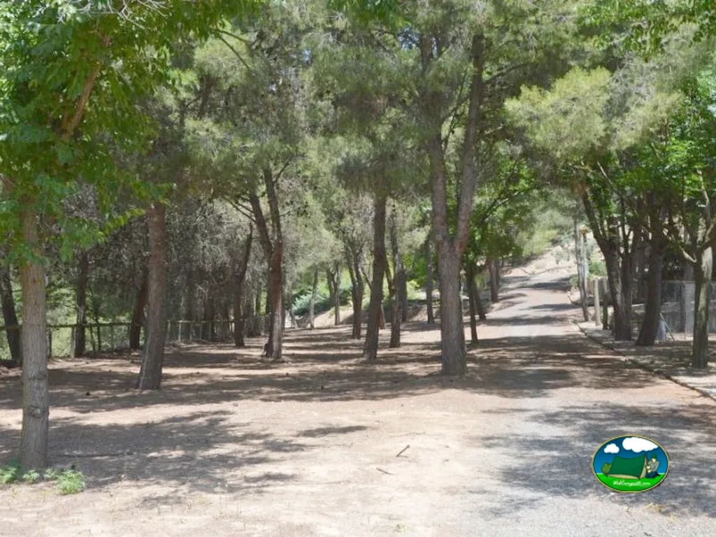 Parcela arbolada entre pinos y olivos del Camping Nature, Cascante (Navarra)