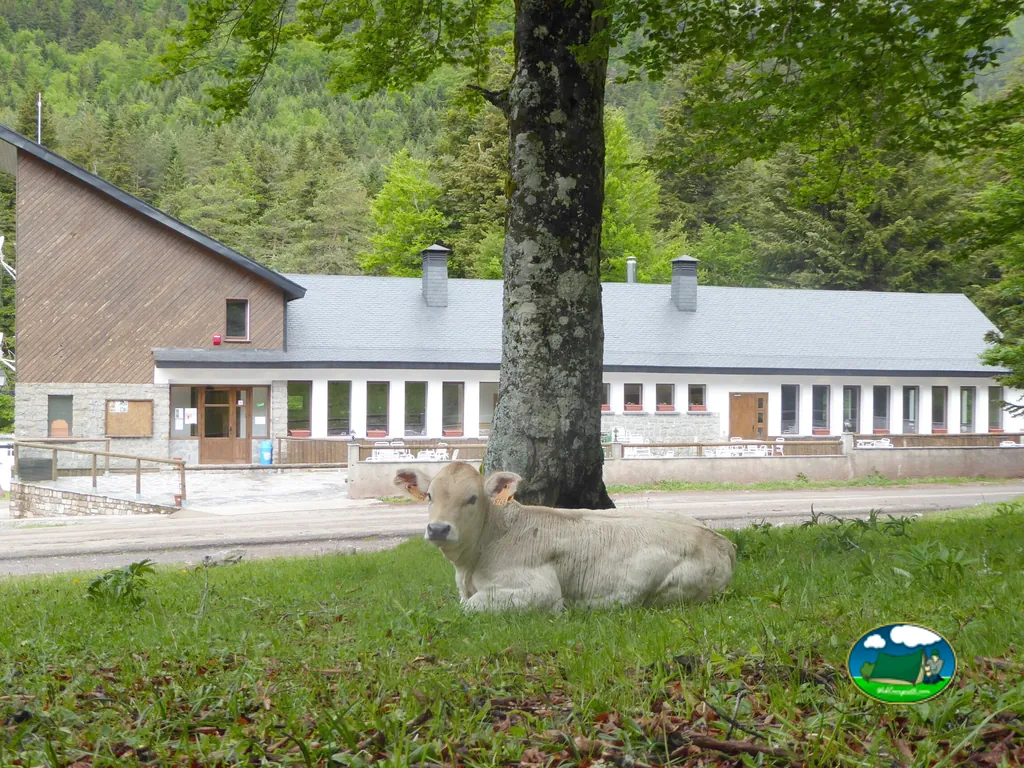 Parcela en montaña con vaca y edificios del Camping Selva de Oza, Hecho (Huesca)
