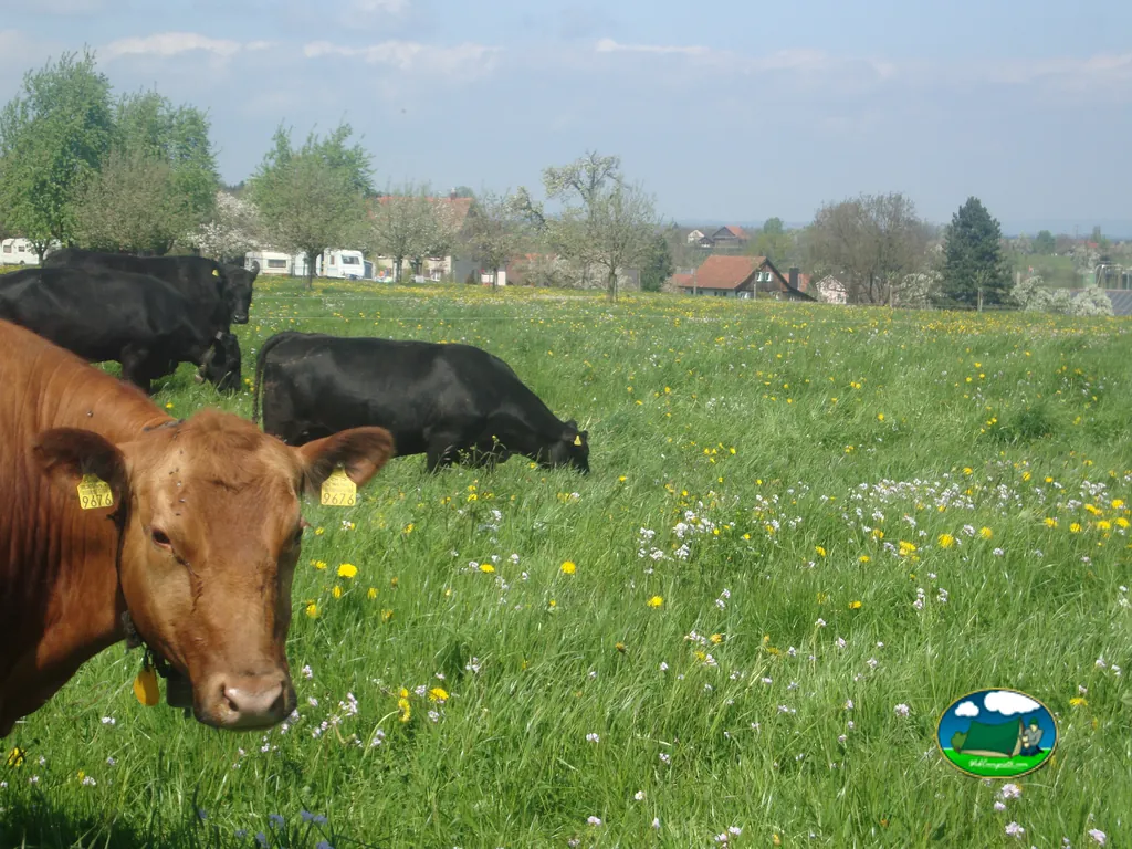 foto del Camping Manser