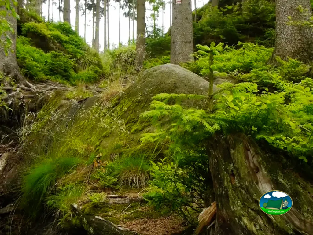 foto del Camping de la Forêt