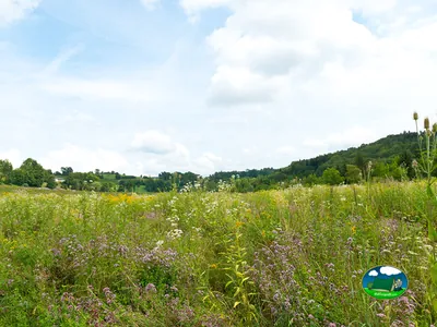 Parcela con vistas a la sierra y prado florido del Camping Aumühle, Frauenfeld (Turgovia)