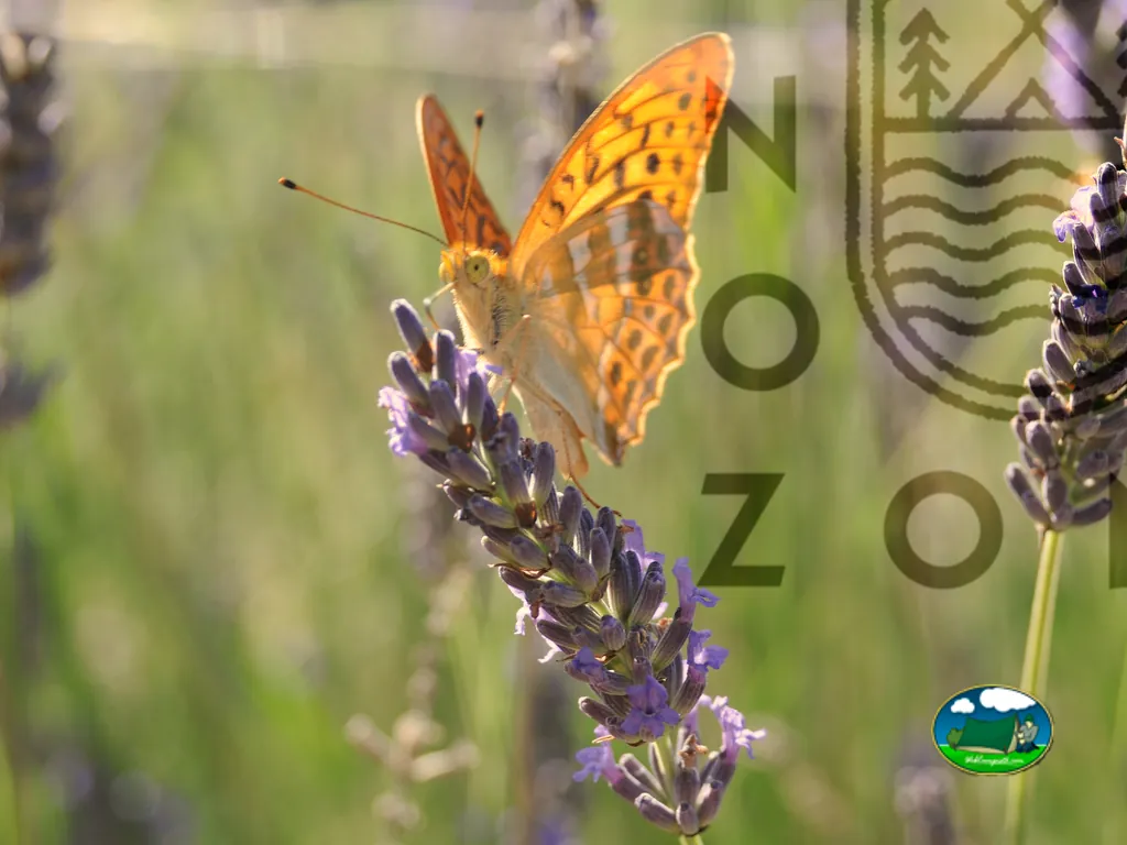 foto del Camping le Nozon