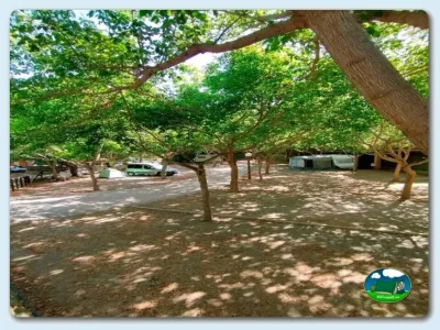 Parcela arbolada con sombra natural del Camping El Pino, Urbanización Torrox Park (Málaga)