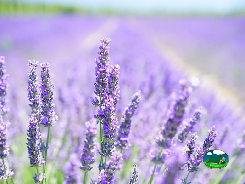 Campo de lavanda