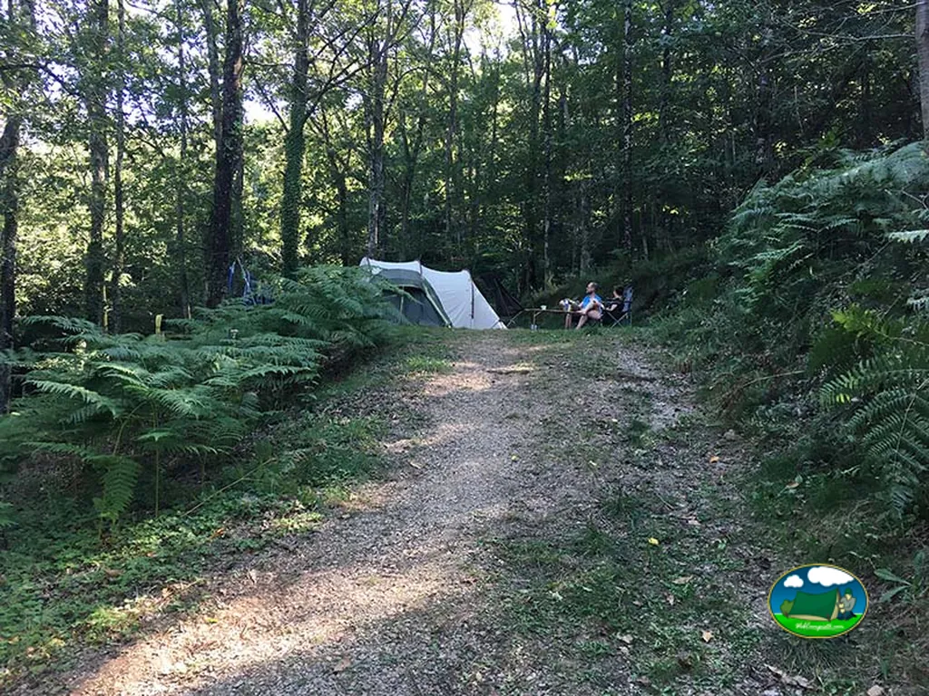 Tienda de acampada en bosque