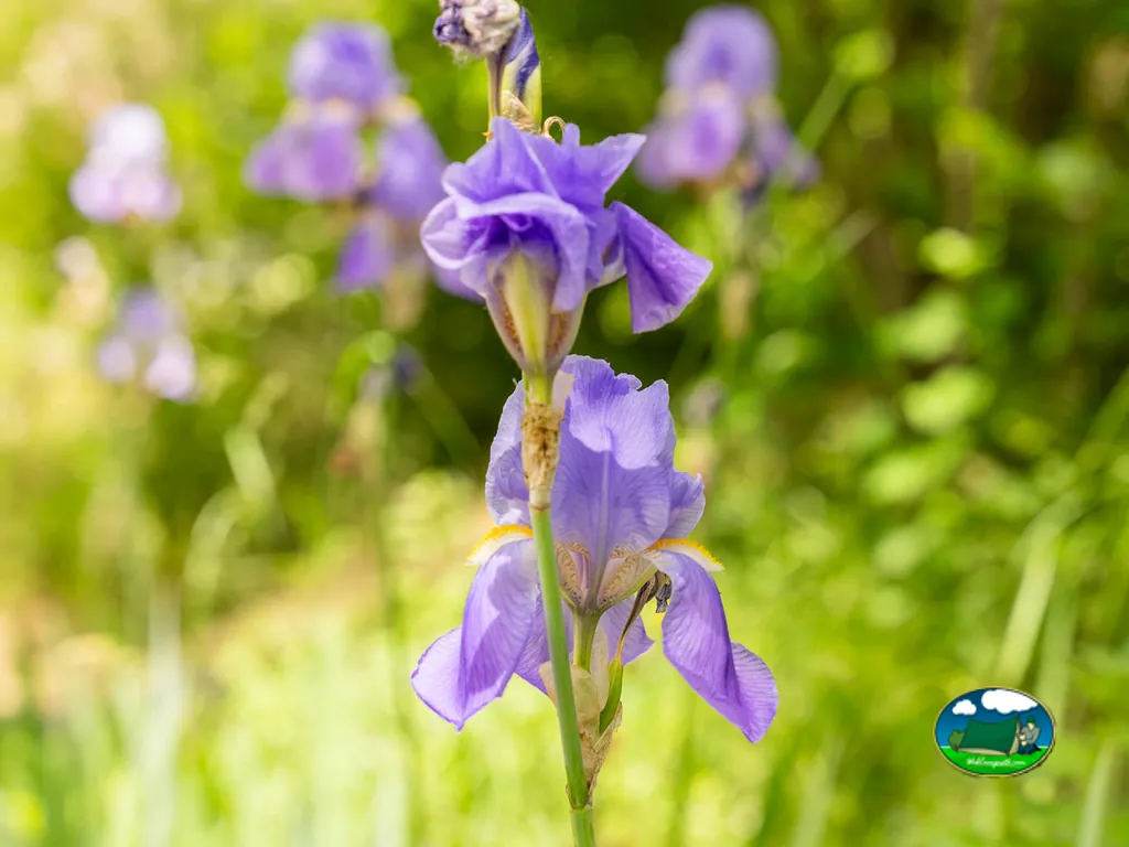 Flores del jardín