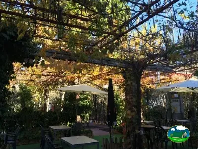 Zona de restaurante con sombrillas y pérgola de vid del Camping Las Lomas, Güejar Sierra (Granada)