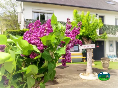Recepción entre flores