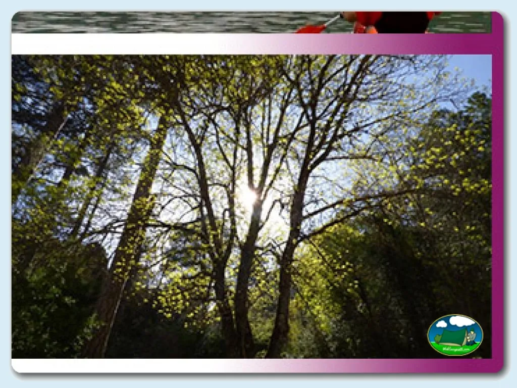Camping La Bolera en Pozo Alcon, Jaén - imagen 4