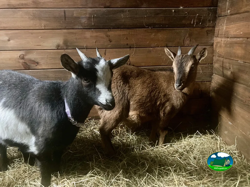 Animales de granja