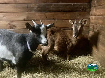 Animales de granja