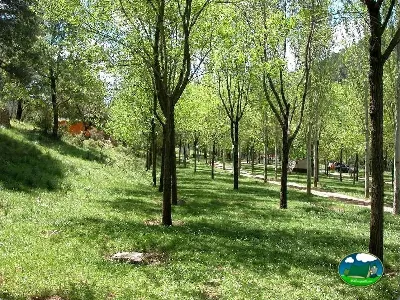 Parcelas entre árboles, entorno arbolado del Camping Puente de las Herrerías, Cazorla (Jaén)