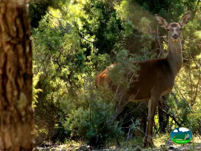 Ciervo en entorno boscoso natural del Camping Puente de las Herrerías, Cazorla (Jaén)