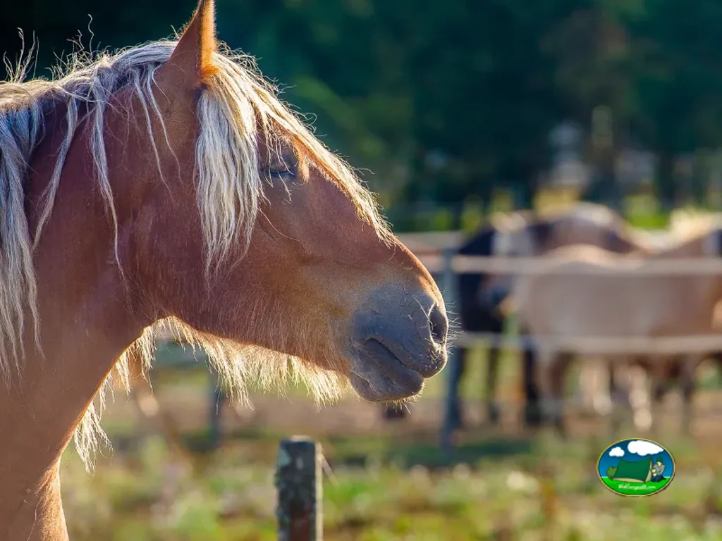 caballo en pradera
