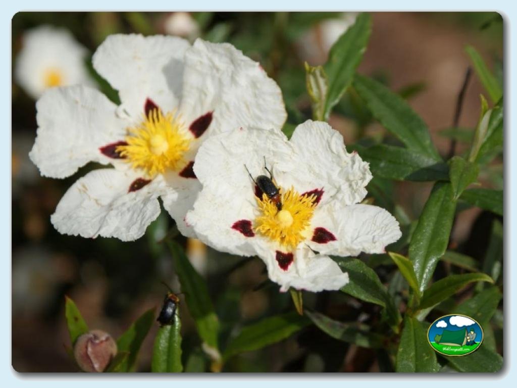 Camping Mirador de Cabañeros campingred