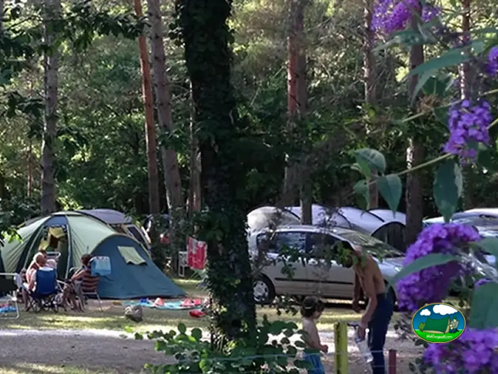 Tienda de acampada entre árboles