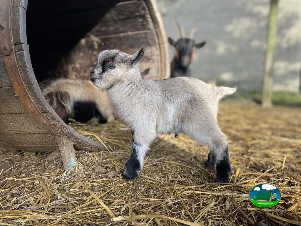 Granja de animales del Camping L'Escapade, CAHAGNOLLES (Calvados)