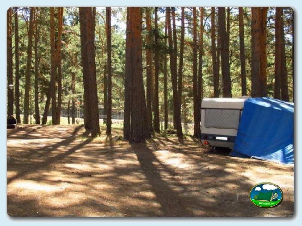 Parcelas entre pinos de Camping de Gredos