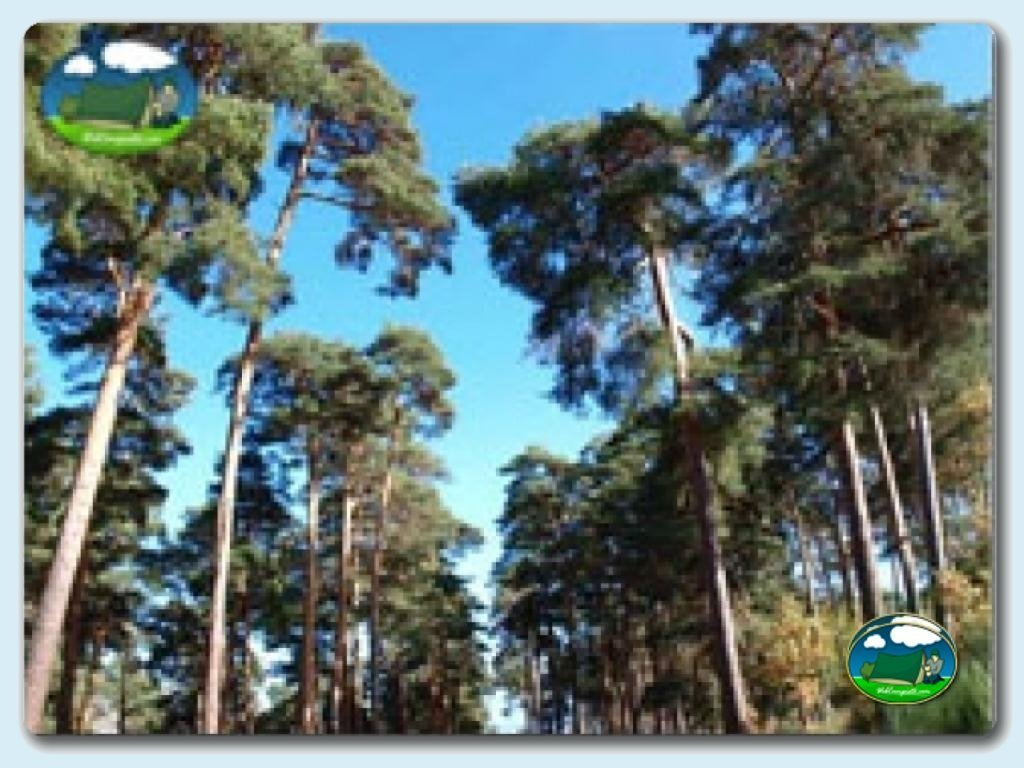 foto del camping Camping El Escocés de Gredos