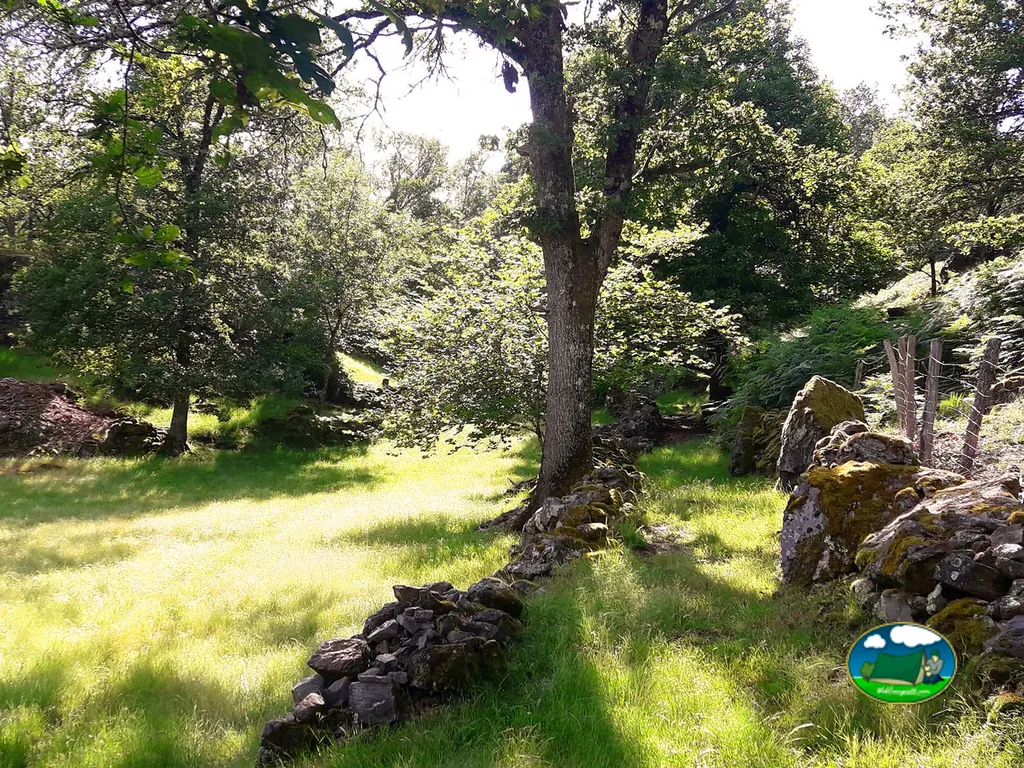 Entorno de montaña arbolado del Camping de l'écureuil, CHAMPS-SUR-TARENTAINE-MARCHAL (Cantal)