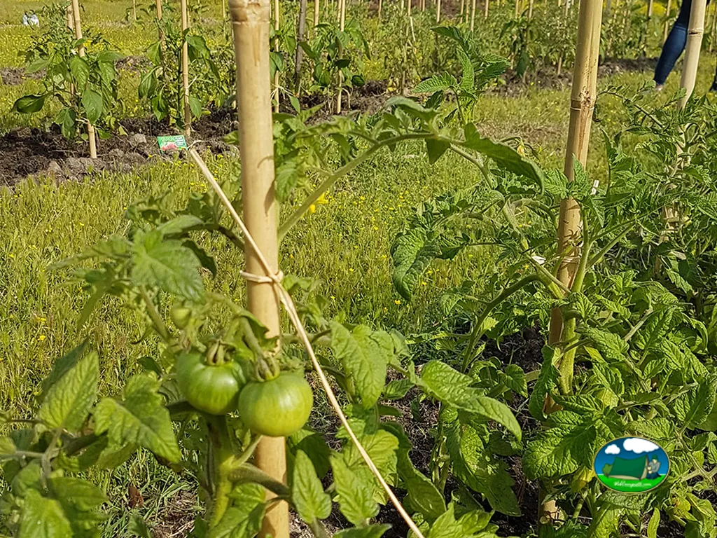 Huerto de tomates del Camping U Paradisu Saleccia, SANTO-PIETRO-DI-TENDA (Alta Córcega)